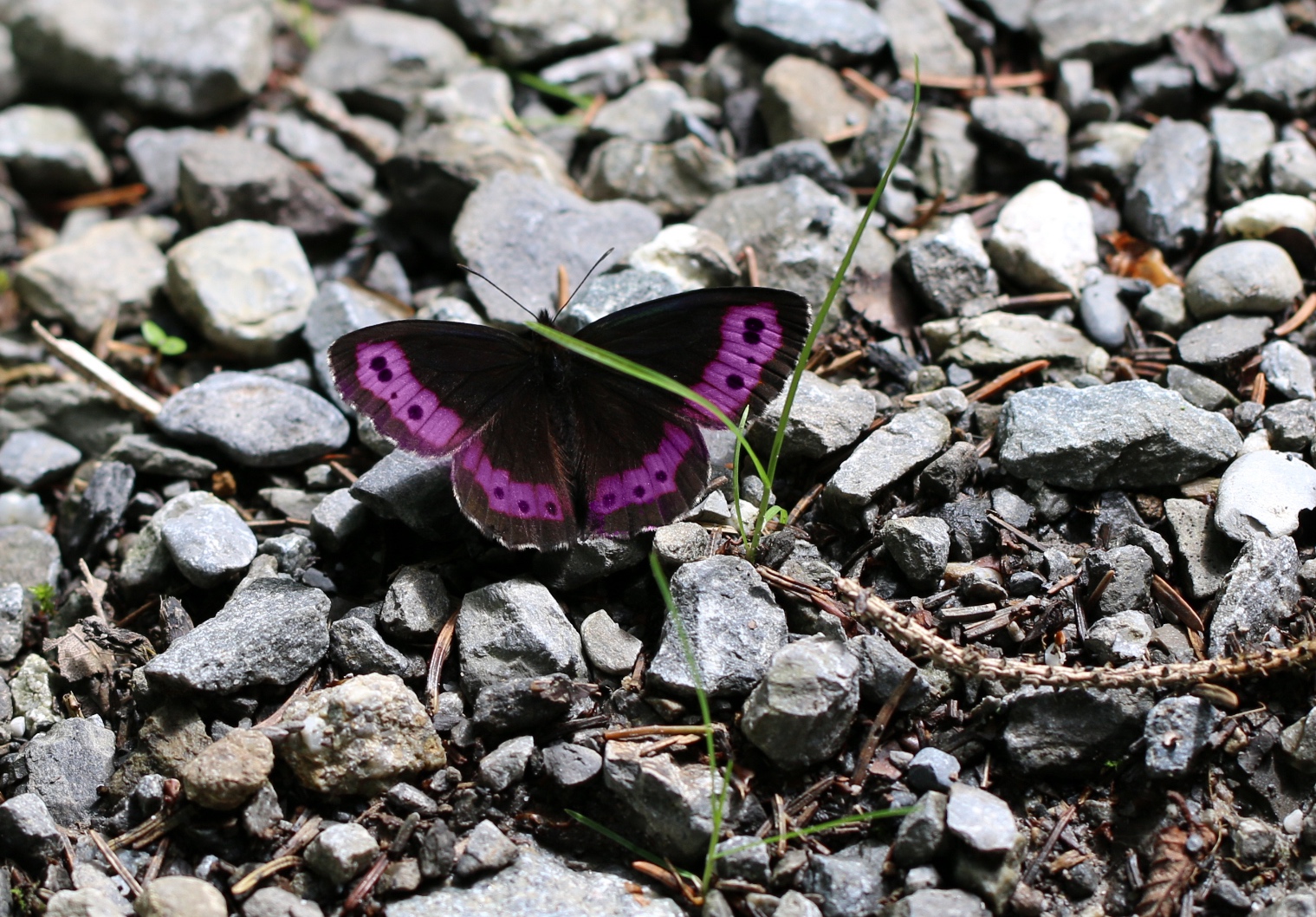 Das Hero-Bild der Homepage. Man sieht einen lila-farbigen Schmetterling auf einem von Steinen bedeckten Boden.
